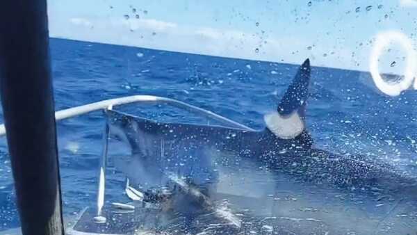 Nueva Zelanda: Tiburón subió al barco de unos pescadores