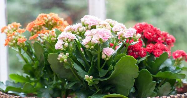 La Nación / Suculentas con flores: exótica belleza