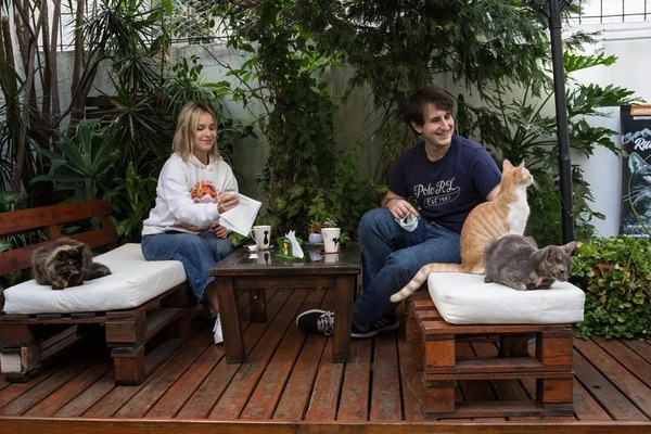 Puro ronroneo y relax: ¡Café con gatos causa furor en Buenos Aires! - Unicanal