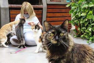 ¡Primer "café con gatos" es furor en Argentina! - trece