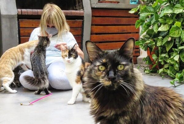 ¡Primer "café con gatos" es furor en Argentina! - trece
