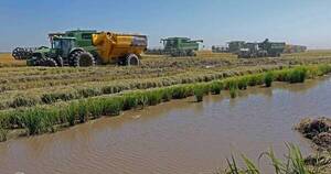 La Nación / Arroceros, preocupados por persecución parlamentaria y desconocimiento de condiciones de producción