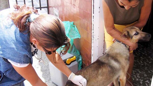 Rabia: Una alerta constante en las mascotas
