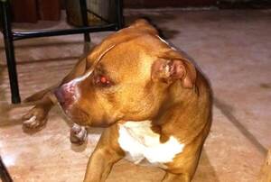 Buscan a dueños de un Pitbull •