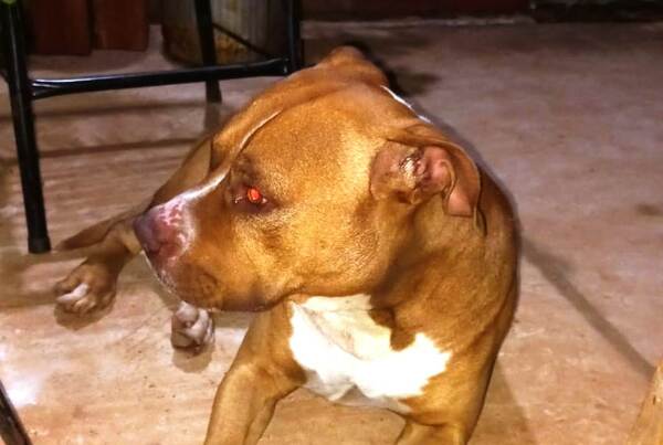 Buscan a dueños de un Pitbull •
