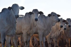 Senacsa proyecta una caída del 1,5% del stock bovino en 2022