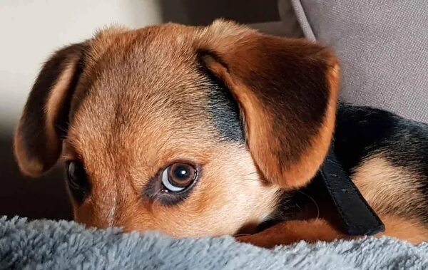 Mascotas: Micosis en perros y gatos - Mascotas - ABC Color