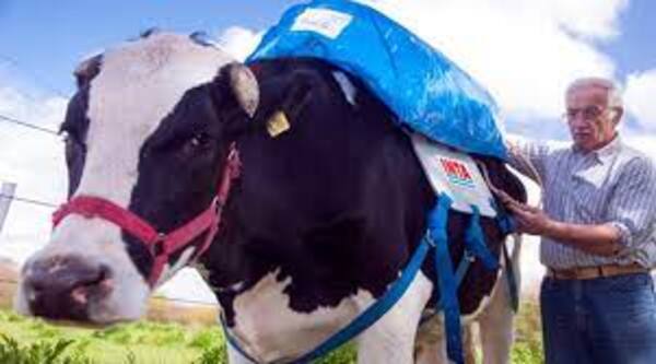Diario HOY | Presionan a Paraguay para achicar producción de carne, ¿a cambio de qué?