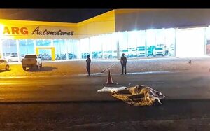 Motociclista muere en accidente rutero en Itakyry - ABC en el Este - ABC Color