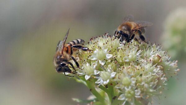 Las abejas melíferas viven hoy la mitad que hace 50 años
