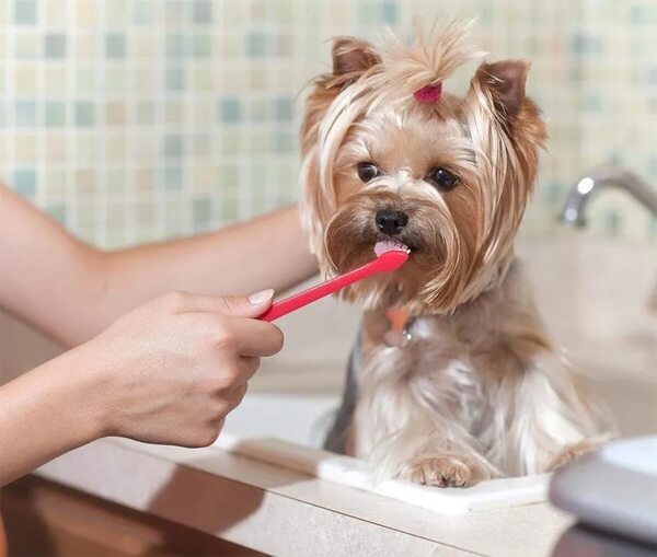 ¿Cuando empiezo a cepillar los dientes de mi mascota y cómo hacerlo? - Mascotas - ABC Color