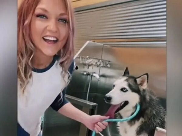 Vídeo: Husky grita como un humano cuando su dueña le lleva a la peluquería - Mascotas - ABC Color