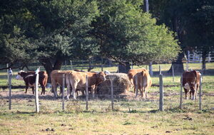 Paraguay tiene una forma muy sustentable de trabajar en ganadería, resalta CPC