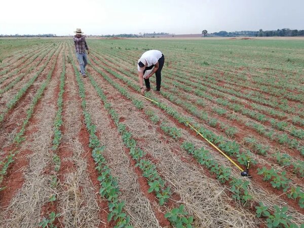 Técnicos esperan superzafra en Canindeyú, gracias a las continuas lluvias - Economía - ABC Color