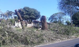 Piden explicación sobre tala de árboles en avenidas de Franco