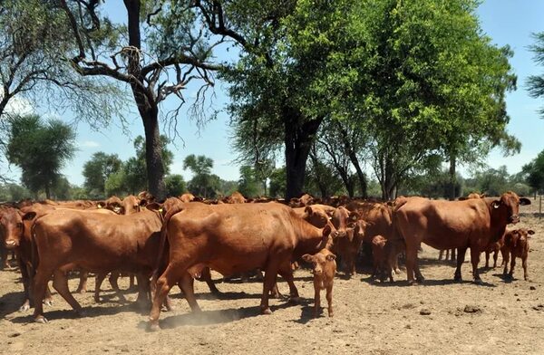 Vacas gestantes malnutridas dan terneros con 10 kg menos al destete - Nacionales - ABC Color