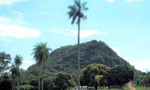 Escalan el cerro Cristo Rey en busca del Jasy Jatere - OviedoPress