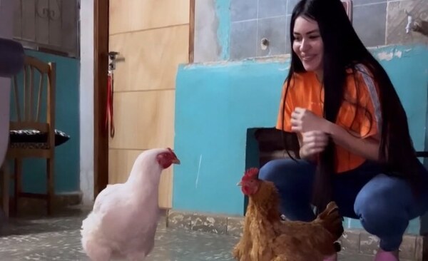 Diario HOY | Una gallina, el regalo de una fan a la 'Dyva' de OnlyFans: “Para Laurys, con amor”