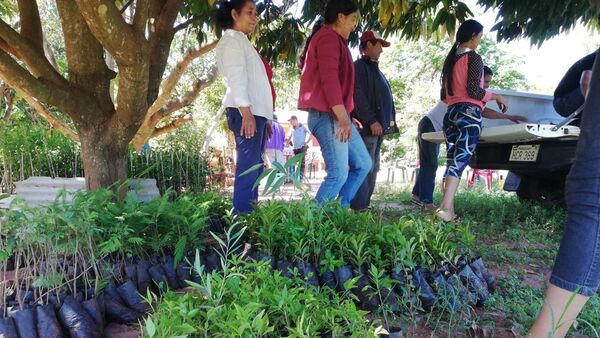 Inician plantación de áboles rompeviento en Itá Cuatiá