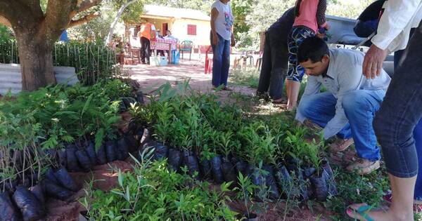 La Nación / Cortina forestal: plantan 1500 plantines para proteger a la comunidad Itá Cuatiá