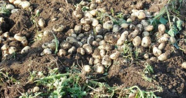 La Nación / Aparición de plagas amenazan producción de papas y sandías