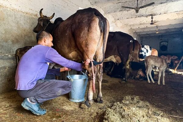 Virus amenaza en la India a las vacas, animal sagrado para el hinduismo - Mundo - ABC Color