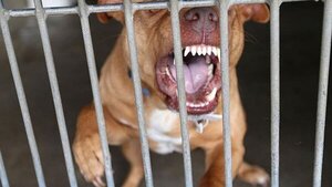 Perros pitbull matan a un hombre que ingresó a robar una distribuidora en Caacupé · Radio Monumental 1080 AM