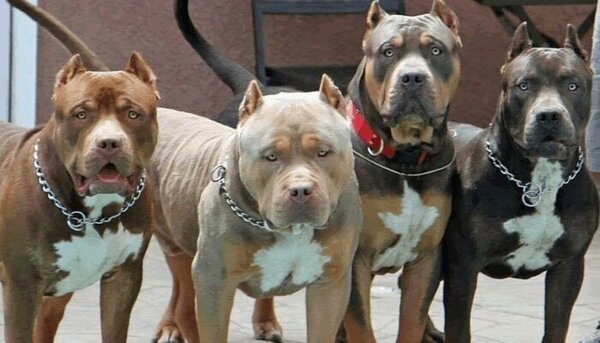Entró a una casa a robar y murió atacado por perros pitbull - Radio Imperio