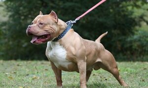 Perros matan a ex convicto que entró para robar