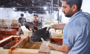 Itaipú quiere superar 4.000.000 de alevines para preservar fauna ictícola del Paraná – Diario TNPRESS