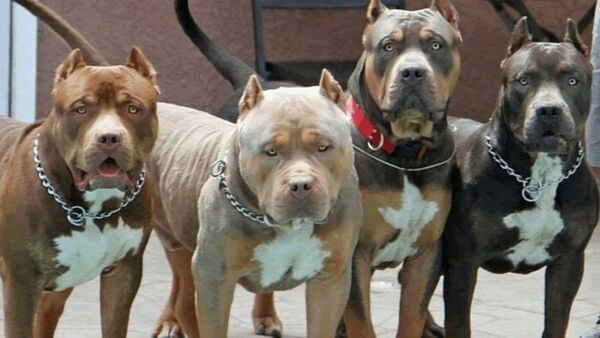 Cinco pitbulls atacaron y mataron a un delincuente