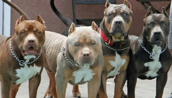 Delincuente entró a una casa a robar y murió atacado por perros pitbull - Noticiero Paraguay