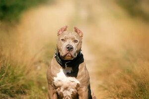 Ladrón muere tras ingresar a una casa y ser atacado por varios perros  - Nacionales - ABC Color