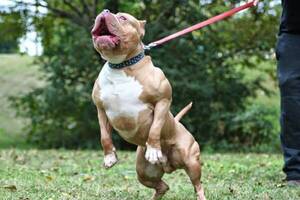 Crónica / ¡Nde bárbaro! Cinco pitbulls mataron a supuesto ladrón