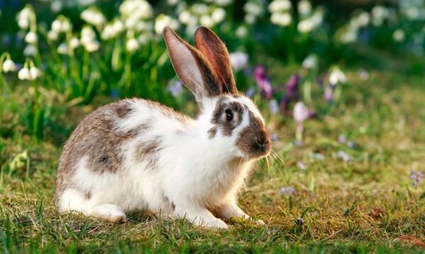 Jujuy: Preparan chorizos de conejo por la superpoblación de estos animales