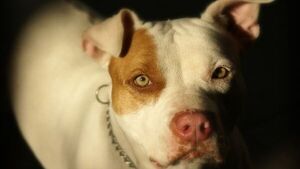 Presunto ladrón es sorprendido por pitbulls y muere tras ataque