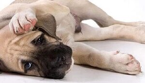 Piodermias en perros y gatos - Mascotas - ABC Color