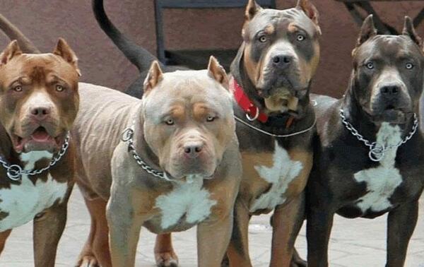 Entró a una casa a robar y murió atacado por perros pitbull en Caacupé – Prensa 5