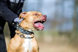 Ladrón falleció tras ser atacado por cinco perros de raza pitbull - Megacadena — Últimas Noticias de Paraguay