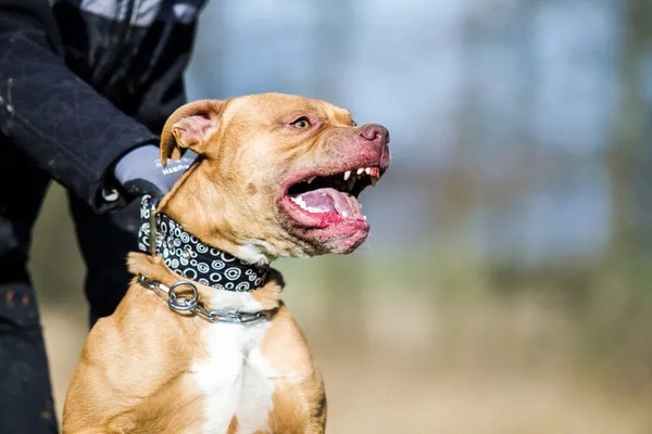 Ladrón falleció tras ser atacado por cinco perros de raza pitbull - Megacadena — Últimas Noticias de Paraguay