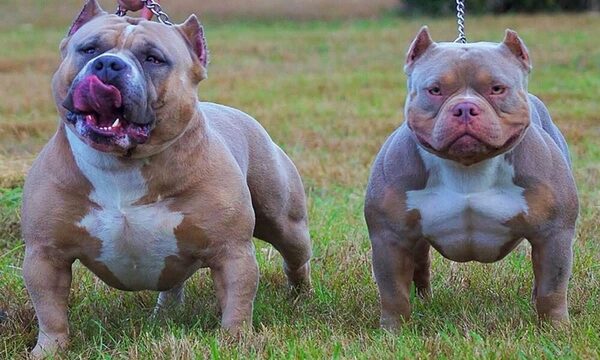 Perros de la raza Pitbull atacan y asesinan a supuesto ladrón