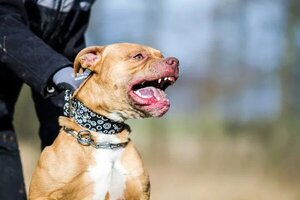 Ladrón falleció tras ser atacado por cinco perros de raza pitbull