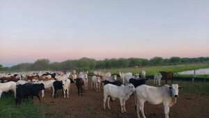 Bahía Negra: Logran recuperar más de 200 animales robados en el Brasil - Noticias del Chaco - ABC Color