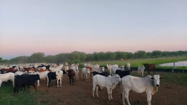 Bahía Negra: Logran recuperar más de 200 animales robados en el Brasil - Noticias del Chaco - ABC Color