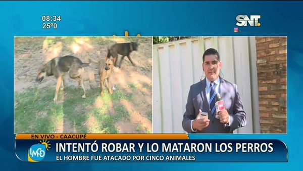Perros hacen justicia: Atacan a delincuente - SNT
