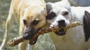 “Ladrón” muere víctima de ataque de varios perros en Caacupé