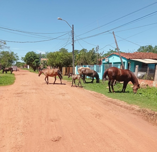 Aumentan animales sueltos por las calles de Concepción