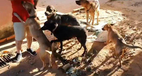 No fueron Pitbulls: estos son los cinco firuláis que atacaron y mataron a delincuente - Noticiero Paraguay