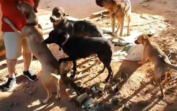 No fueron Pitbulls: Estos son los cinco firuláis que atacaron y mataron a delincuente – Prensa 5