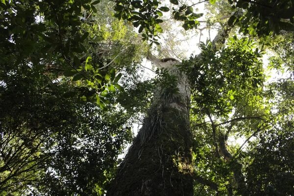 Un estudio asocia plantar árboles en la ciudad con reducción de la mortalidad - Ciencia - ABC Color